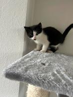 Poes te koop (7 weken), Dieren en Toebehoren, Katten en Kittens | Overige Katten, Poes, Langharig, 0 tot 2 jaar