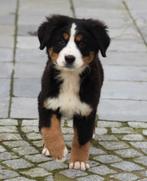 Berner Sennen pups, Parvo, België, Meerdere, Meerdere dieren
