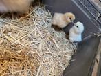 Zijdehoeder, Dieren en Toebehoren, Pluimvee, Geslacht onbekend, Kip