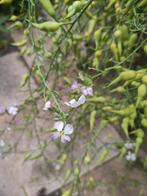 Tuinradijs bijenplant,gratis ophalen of tegen verzendkosten, Lente, Overige soorten, Ophalen of Verzenden, Halfschaduw