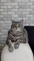 Zoekt een huisje  Gratis, Dieren en Toebehoren, Katten en Kittens | Raskatten | Korthaar, Poes, 6 jaar of ouder