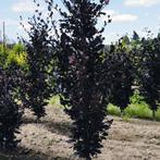 rode zuilbeuken bomen Fagus Sylvatica Dawyck Purple, Bloeit niet, 250 tot 400 cm, Zuilboom, Ophalen