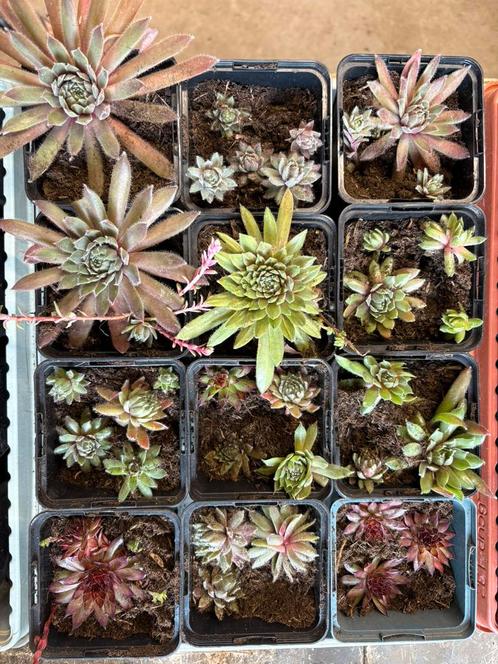 Vetplantjes te koop, Tuin en Terras, Planten | Tuinplanten, Overige soorten, Volle zon, Zomer, Ophalen of Verzenden