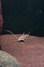 meerval 3 stuks, Vis