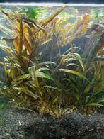 snel groeiende Aquarium plant, Ophalen, Volle zon