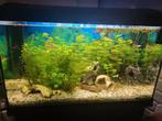 mooie aquarium, Dieren en Toebehoren, Vissen | Aquaria en Toebehoren, Ophalen, Zo goed als nieuw, Gevuld zoetwateraquarium