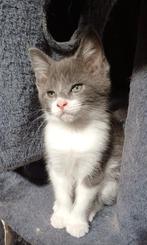 Maincoon x Ragdoll, Dieren en Toebehoren, Katten en Kittens | Overige Katten, Meerdere dieren