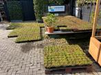 Sedum groendak cassettes maak eenvoudig uw eigen groene dak