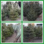 Normann kerstbomen, Tuin en Terras, Planten | Bomen, Overige soorten, 100 tot 250 cm, Zomer, Ophalen