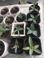 Bio Blauw Agave Americana in de pot zon warmte gezond, Cactus, Minder dan 100 cm, Ophalen of Verzenden, In pot