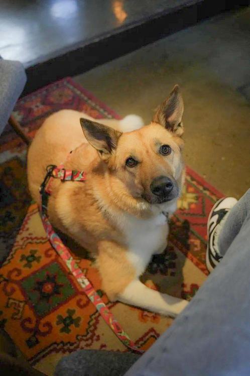 Koyro zoekt een thuis, Dieren en Toebehoren, Honden | Niet-rashonden, Middel, Reu, Particulier, Eén hond, Buitenland, 3 tot 5 jaar