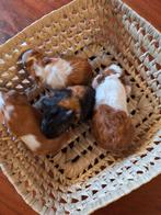 Jonge cavia's, Dieren en Toebehoren, Knaagdieren, November, Mannelijk, Cavia