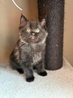 Ragcoon kittens kruising maine coon en ragdoll, Dieren en Toebehoren, Katten en Kittens | Raskatten | Langhaar, Poes, Gechipt