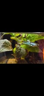 Guppy Snakeskin 2 x man en 7 x vrouw, Vis