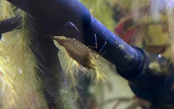 Japonica garnalen XL beschikbaar voor biedingen