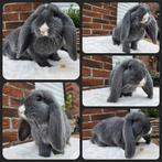 Franse hangoor, Dieren en Toebehoren, Groot, Hangoor