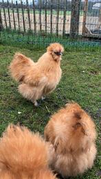 Zijdehoen Kriel haan GRATIS, Dieren en Toebehoren, Pluimvee, Mannelijk, Kip