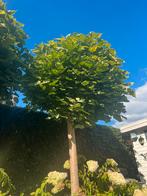 Prachtige bolcatalpa’s (4x), Tuin en Terras, Planten | Bomen, Ophalen, Halfschaduw