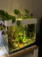 Juwel Lido 120 LED Aquarium (Leeg), Dieren en Toebehoren, Ophalen, Gebruikt, Leeg aquarium