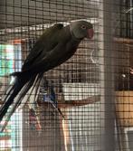 Halsband parkieten, Dieren en Toebehoren, Vogels | Parkieten en Papegaaien, Meerdere dieren, Parkiet