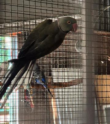 Halsband parkieten  beschikbaar voor biedingen