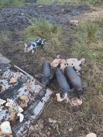 Speen biggen husumer x pietrain, Dieren en Toebehoren, Meerdere dieren, Varken