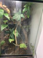 Wimpergekko vrouw met terarrium, Dieren en Toebehoren, Reptielen en Amfibieën | Toebehoren, Ophalen of Verzenden, Zo goed als nieuw