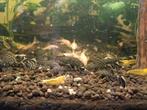 Ancistrus borstelneus algeneters wildkleur, Dieren en Toebehoren, Vis, Zoetwatervis