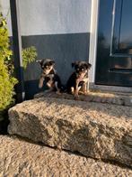 Working kelpie pups nog 1 reu en 2 teefjes beschikbaar, Overige rassen, 8 tot 15 weken, Parvo, Meerdere