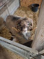 Ouessant bok, Dieren en Toebehoren, Mannelijk, Schaap, 3 tot 5 jaar