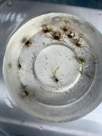 9 Thaise Microspider krabbetjes, Dieren en Toebehoren, Kreeft, Krab of Garnaal, Zoetwatervis, Schoolvis