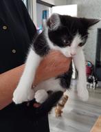 Twee katers 12 weken