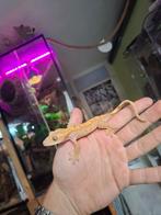 Poss 0.1 50% Het Axanthic Harlequin wimpergekko vrouw, Dieren en Toebehoren, Reptielen en Amfibieën, Hagedis, 0 tot 2 jaar