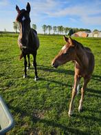 Plekje voor merrie met veulen of einde seizoen merrieveulen, 2 of 3 paarden of pony's