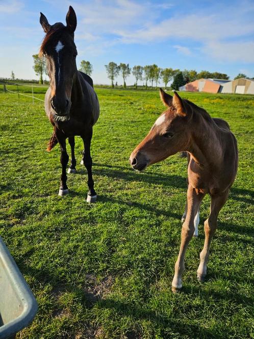 Plekje voor merrie met veulen of einde seizoen merrieveulen, Dieren en Toebehoren, Stalling en Weidegang, 2 of 3 paarden of pony's