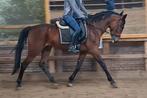 Brave 6 jr draver 1,60m(recreatie-manege-sport), Dieren en Toebehoren, Paarden, Merrie, B, Gechipt, 3 tot 6 jaar