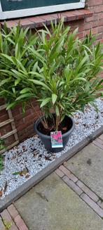 Oleander inclusief pot, Tuin en Terras, Planten | Tuinplanten, Ophalen