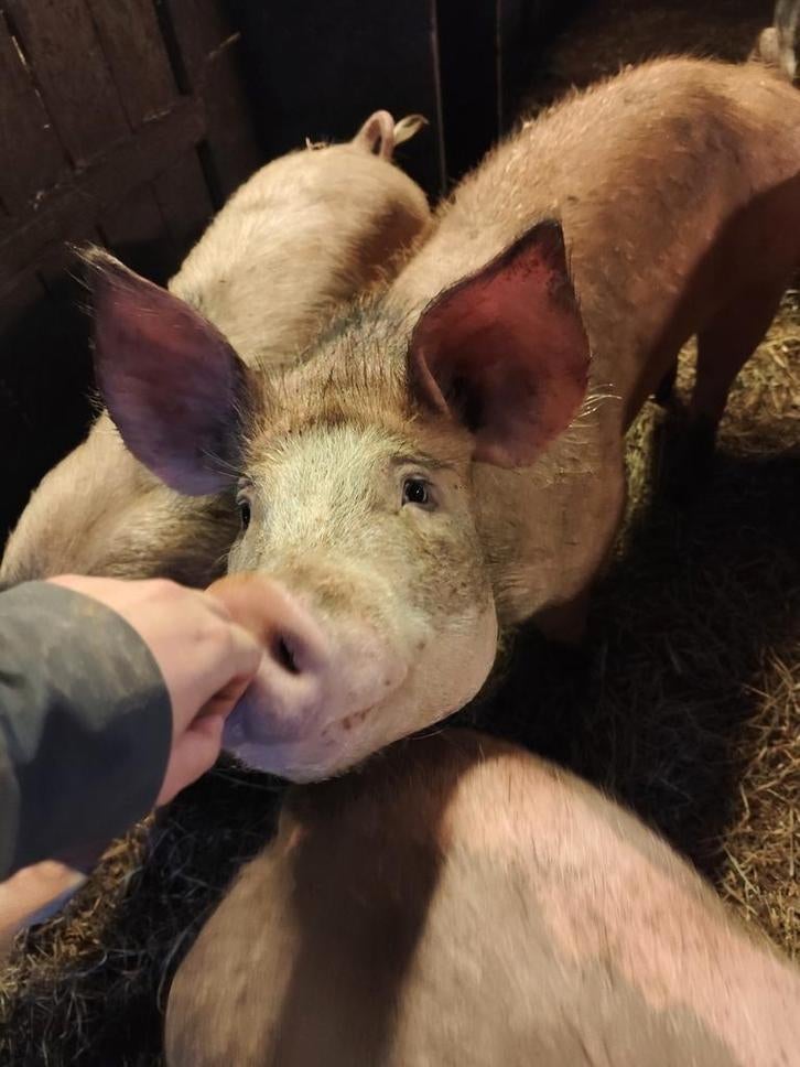 Varkens te koop, Dieren en Toebehoren, Schapen, Geiten en Varkens, Varken, Meerdere dieren, 0 tot 2 jaar