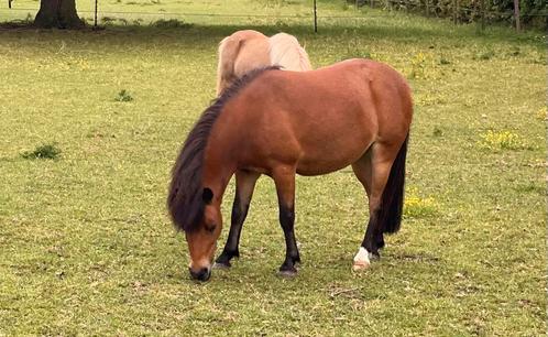 Lieve grote Shet, Dieren en Toebehoren, Pony's, Merrie, A pony (tot 1.17m), Recreatiepony, 7 tot 10 jaar, Gechipt, Ontwormd, Ingeënt