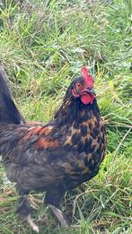 Gratis haantje, Dieren en Toebehoren, Pluimvee, Mannelijk, Kip