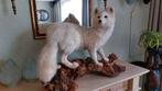 opgezette witte poolvos, Verzamelen, Dierenverzamelingen, Ophalen, Nieuw, Vogel, Opgezet dier