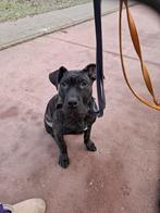 2 vol presa canario  2 mannen, Dieren en Toebehoren, 8 tot 15 weken, Meerdere, Nederland, Particulier