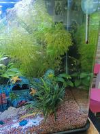 Baby guppies, Ophalen, Nieuw