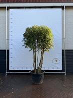 Mooie meerstammige steeneik, Ophalen, Volle zon, Overige soorten