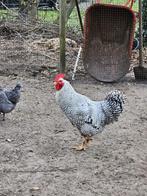 Noord hollads hoen hanen 2x GRATIS, Dieren en Toebehoren, Pluimvee, Mannelijk, Kip