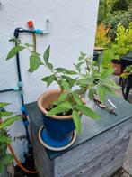 Vlinderstruik geel: Buddleja weyeriana 'Sungold", Ophalen, Zomer, Overige soorten, Volle zon