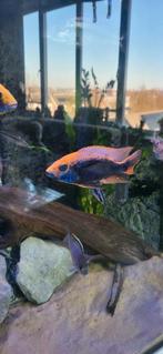 Prachtige sunset man, Vis