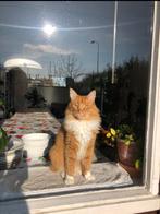 VERMIST: Henk - Noorse Boskat - Rhoon, Dieren en Toebehoren, Katten en Kittens | Overige Katten, Kater