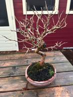 Shohin Moerbei (Morus) Bonsai, Volle zon, Vaste plant, Ophalen of Verzenden, Fruitplanten