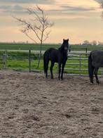 Super  mooie 2 jarige hengst, Dieren en Toebehoren, Pony's, Hengst